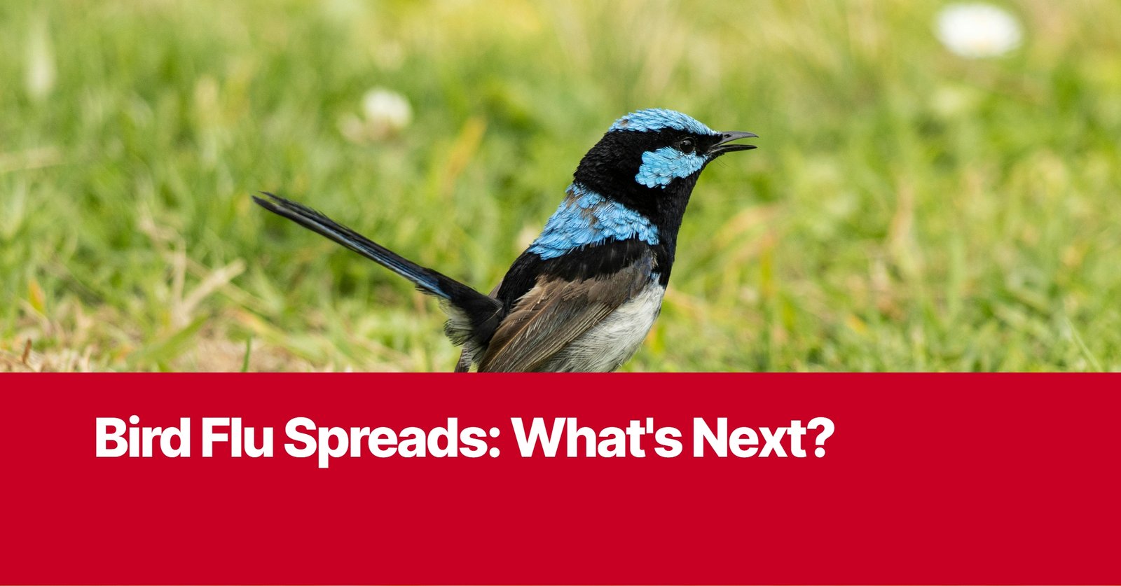 Photo by Capitalist Money on September 08, 2024. May be an image of A small blue and black bird with a long tail stands in a grassy field. The bird is looking to the right of the image and has its mouth open as if it is singing. The image is captioned with the text 