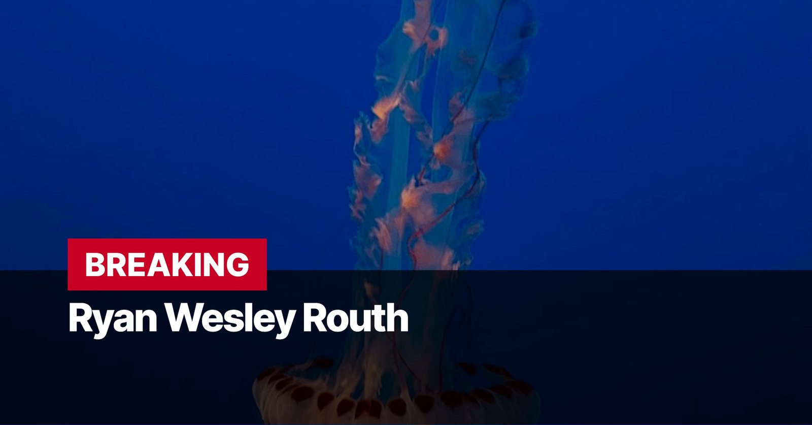 Photo by Capitalist Money on September 16, 2024. May be an image of A jellyfish swims in a dark blue body of water. The image may contain text such as 'BREAKING', 'Ryan Wesley Routh'.