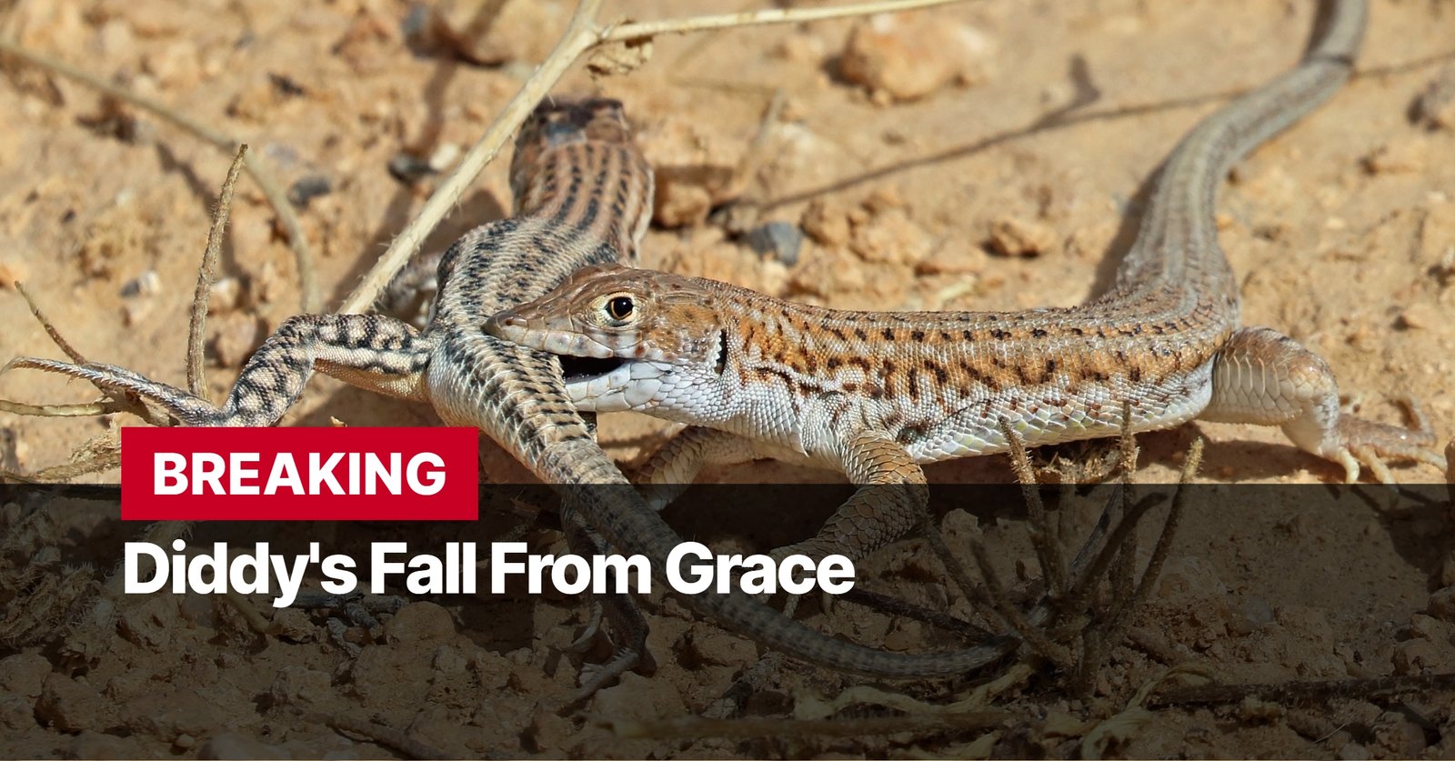 Photo by Capitalist Money on September 17, 2024. May be an image of A lizard is caught mid-bite, its jaws clamped down on another lizard's tail. The scene is dramatic, highlighting the raw power and instinct of nature. The image may contain text such as 'BREAKING Diddy's Fall From Grace'.